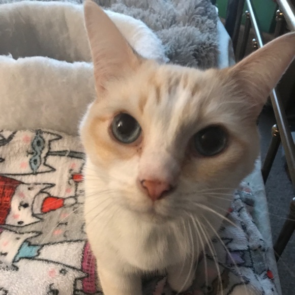 Meet your Posher, Bella Brown! - Picture 2 of 3